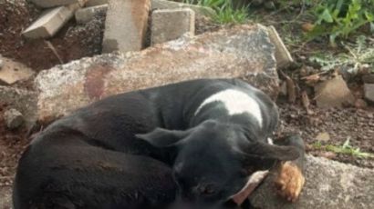 Polícia Civil de Xaxim Identifica responsáveis por maus-tratos contra cadela