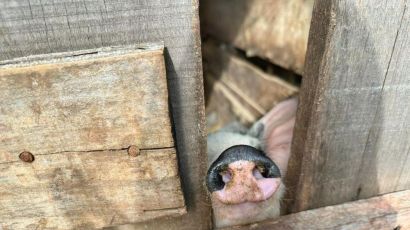 Morador é orientado a retirar animais de área urbana em Xaxim