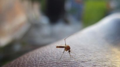 Santa Catarina registra mais de 55 mil focos do Aedes aegypti