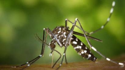 Butantan cria nova classificação de dengue para rastreamento
