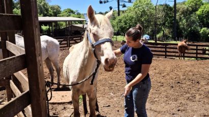 MPSC resgata cavalos vítimas de negligência e maus-tratos em Xanxerê