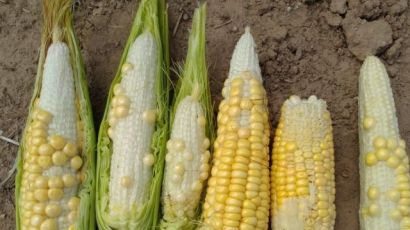 Epagri/Cepa estima perdas significativas nas safras de milho e soja em SC
