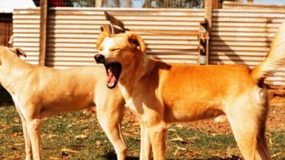 Prefeitura de Xanxerê promove Feira de Adoção de Animais neste sábado