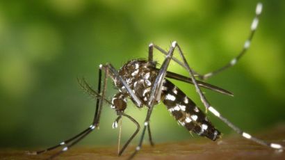 Xanxerê registra quatro novos casos de Chikungunya