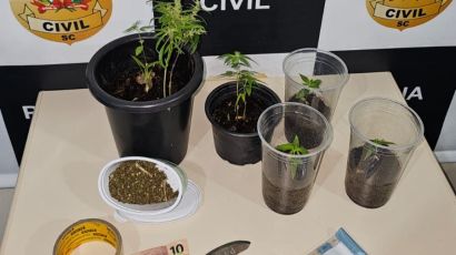 Plantas de maconha são apreendidas no Centro de Xanxerê