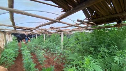 Polícia Civil descobre plantação de maconha em Abelardo Luz