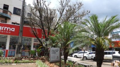 Prefeitura de Xanxerê irá remover árvore envenenada da Praça Alcides Bernardes