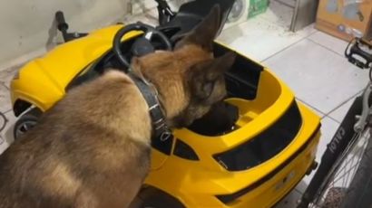 Maconha escondida em carro elétrico infantil é apreendida em São Domingos