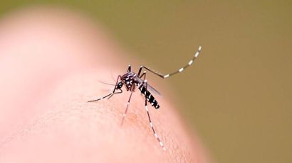 SC registra mais de 62 mil focos do Aedes aegypti em dezembro