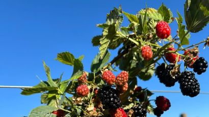 Fazenda xanxerense aposta na produção de amoras