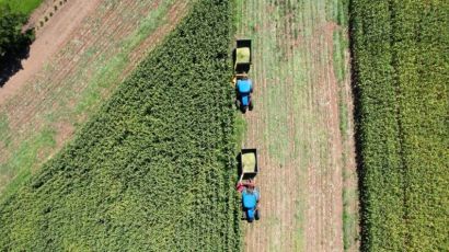 Programa de Silagem segue atendendo agricultores em São Domingos