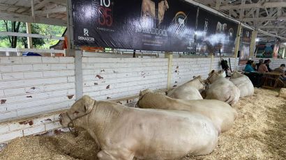 ExpoFemi 2026 avança na organização do setor agropecuário e em novo espaço para os animais