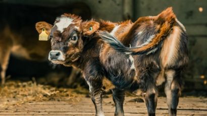 Mini animais serão a novidade da ExpoFemi 2026 e prometem encantar o público
