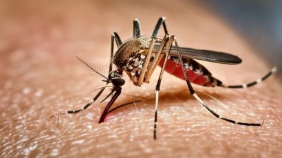 Mãe e filho contaminados por chikungunya e dengue são atendidos pela saúde em Xanxerê