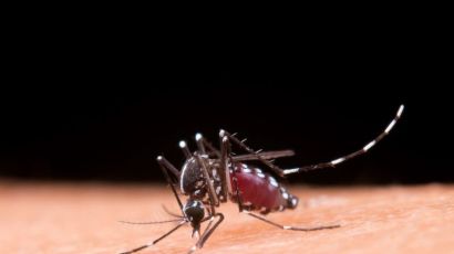 Xanxerê registra dois novos casos de Chikungunya