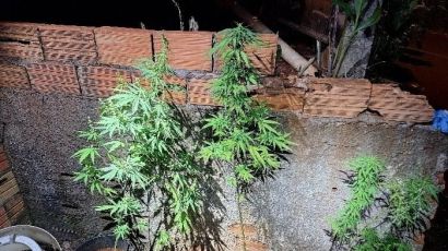 Jovem é flagrado com drogas e pés de maconha durante ronda policial em Xanxerê