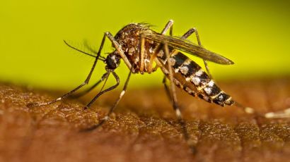 Secretaria de Saúde de Xanxerê confirma novo caso de dengue e Chikungunya