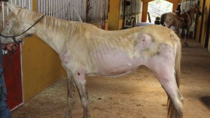 Atuação do MP garante indenização milionária por maus-tratos a cavalos em Xanxerê