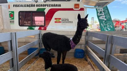 Mini animais são atração especial na ExpoFemi 2026