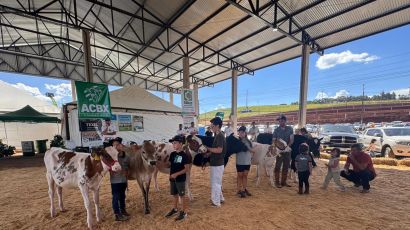 Excelência Genética: Julgamento das Raças Jersey e Holandesa marca o domingo na ExpoFemi 2026