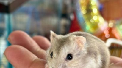 Espaço dos Pequenos Animais encanta famílias na ExpoFemi 2026