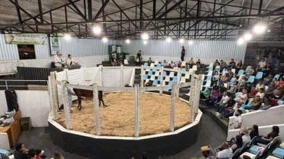 Leilão de cavalos na ExpoFemi destina R$ 150 mil para ações de proteção animal em Xanxerê