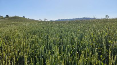 Prefeitura de Xanxerê lança programa com 50% de subsídio para o cultivo de trigo