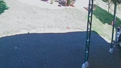 Homem que abandonou cachorro no interior de Xanxerê é indiciado