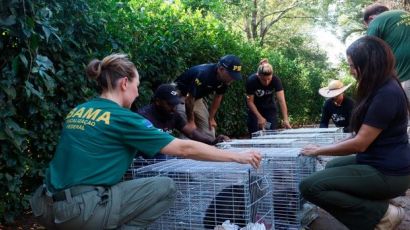 Ibama desativa último criadouro de macacos-prego em Xanxerê