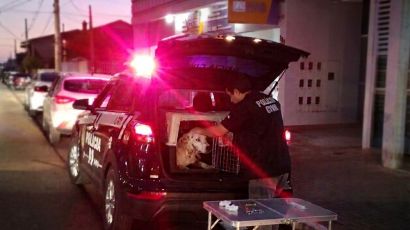 Cadela vítima de maus-tratos após atropelamento é resgatada em Faxinal dos Guedes