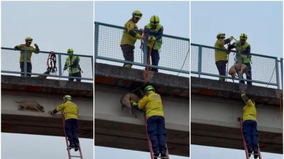 Cachorro é resgatado pelos bombeiros em viaduto de Xanxerê