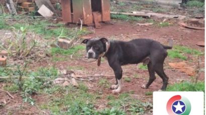 Mulher é presa por maus-tratos contra pitbull em Bom Jesus