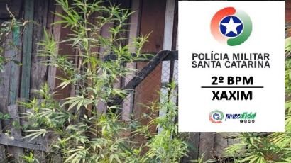 PM apreende pé de maconha cultivado em residência em Xaxim