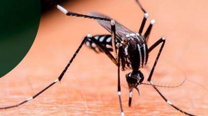 Xanxerê está entre os municípios considerados infestados pelo mosquito da dengue