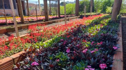 Parque de Exposições Rovilho Bortoluzzi recebe plantio de flores e folhagens