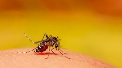 Com a volta do calor, cuidados com a dengue precisam ser redobrados