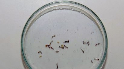 São Romero e Sufiatti recebem fiscalização de combate à dengue nesta terça e quarta (23)