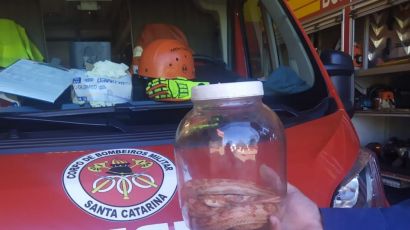 Cobra é capturada e entregue no quartel do Corpo de Bombeiros de Xanxerê