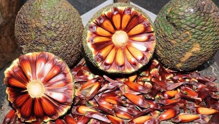 Colheita e venda de pinhão já estão permitidas em SC | Tudo Sobre Xanxerê