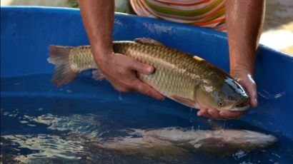 Cooperativa da Agricultura Familiar de Xanxerê realiza Feira do Peixe Vivo para a Semana Santa