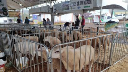 Setor de ovinocultura da ExpoFemi 2022 conta com 68 animais