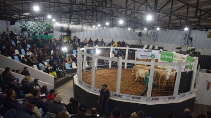 Leilão de animais movimenta R$ 1,3 milhão na ExpoFemi 2022