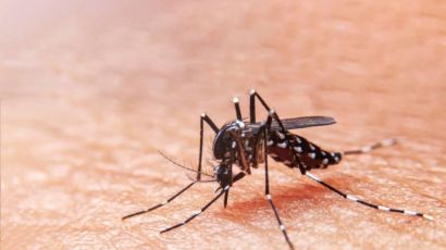 Dengue em SC: aumento no número de casos reforça importância da prevenção
