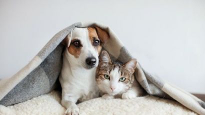 Dias frios: veja como proteger os animais das baixas temperaturas