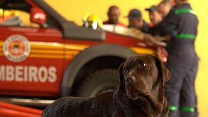 Corpo de Bombeiros de SC se despede da cadela Malu 