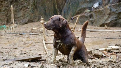 Militares e cães de busca do CBMSC irão atuar em Pernambuco