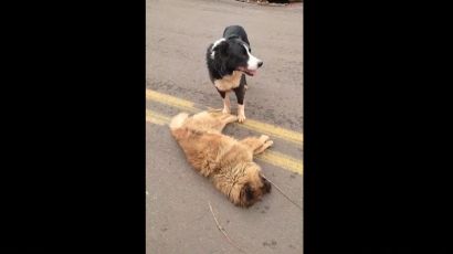 Vídeo: Cachorro permanece ao lado de amigo que morreu atropelado em Xanxerê