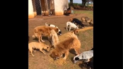 Mais de 20 cães são abandonados em escola na Linha Faxinal do Irani, em Xanxerê