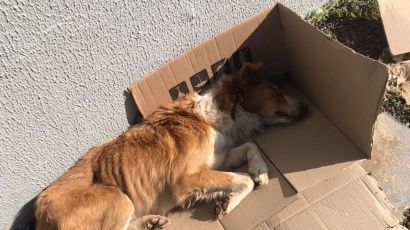 Prefeitura de Xanxerê faz recolhimento de cachorro vítima de maus-tratos