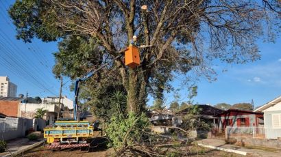 Secretaria de Meio Ambiente realiza poda de árvores no bairro Veneza
